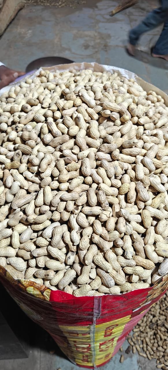 Premium Groundnut